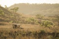 Safari vehicle driving through grass