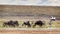 Safari Vehicle With Wildlife in Kenya Royalty Free Stock Photo