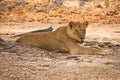 Safari Zambia Royalty Free Stock Photo