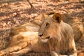 Safari Zambia Royalty Free Stock Photo