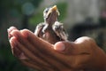 Safe bird life with your hand Royalty Free Stock Photo