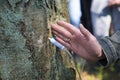 Safe collection of birch juice in the forest countryside Royalty Free Stock Photo