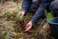 Safe the planet, man planting a tree in the ruined forest, help the planet, ecology concept Royalty Free Stock Photo