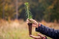 Safe the planet, tree plants in hands, ecology concept