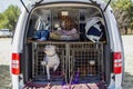 Safe transport of pets - dogs in transport cages in a car