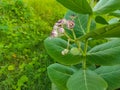 Safed aak Crown Flower Calotropis gigantea Arsh Mandar Madar Akaua Aak Flowers Plant