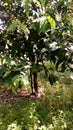 White jamun tree in my garden