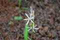 Safed Musli or Safed moosli Chlorophytum borivilianum Flowers and Plant growing in the forest