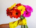 Safely giving colorful gerber flowers during covid 19 outbreak IMG_9799.jpg Royalty Free Stock Photo