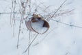 Safety on the barbed wire rusted by the Bank to the noise Royalty Free Stock Photo