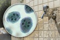 Safety of drinking water concept, 3D illustration showing cysts of Giardia intestinalis protozoan, the causative agent of