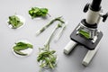 Safety food. Laboratory for food analysis. Herbs, greens under microscope on grey background top view Royalty Free Stock Photo