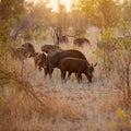 Safety in numbers. Full length shot of a group of buffalo on the African plains.