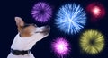 Safety of pets during fireworks concept