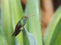 Saffieramazilia, Sapphire-Spangled Emerald, Amazilia lactea