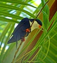 Saffierlori, Blue Lorikeet, Vini peruviana Royalty Free Stock Photo