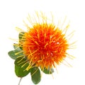 Safflower