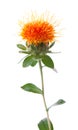Safflower Royalty Free Stock Photo