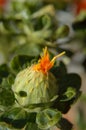 Safflower beginning to blossom closeup macro