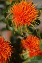 Safflower blossom closeup macro