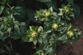 Safflower flower heads blooming