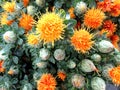 Safflower, Carthamus tinctorius Royalty Free Stock Photo