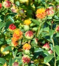 Safflower Carthamus tinctorius i Royalty Free Stock Photo