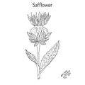 Safflower Carthamus tinctorius , oil plant
