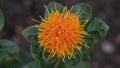 Safflower Carthamus tinctorius with orange flower Royalty Free Stock Photo