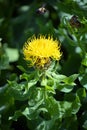 Safflower (Carthamus tinctorius) Royalty Free Stock Photo