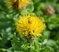 Safflower (Carthamus tinctorius) Royalty Free Stock Photo