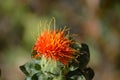 Funny face on a safflower blossom