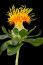 Safflower Close Up