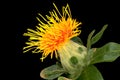 Safflower Close Up