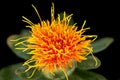 Safflower Close Up