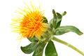 Safflower Close Up