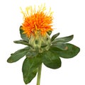 Safflower Close Up