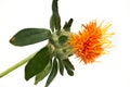 Safflower Close Up