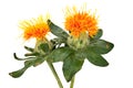 Safflower Close Up