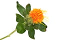 Safflower Close Up