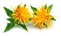 Safflower