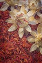 Safflower, false saffron Carthamus tinctorius.