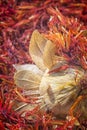 Safflower, false saffron Carthamus tinctorius. Royalty Free Stock Photo
