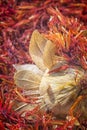 Safflower, false saffron Carthamus tinctorius.