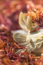 Safflower, false saffron Carthamus tinctorius. Royalty Free Stock Photo
