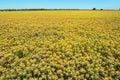 Huge Safflower fields, northern California