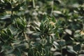 Safflower flower heads blooming