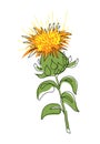 Safflower flower vector illustration. One continuous line art drawing of safflower Royalty Free Stock Photo