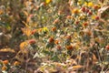 Safflower flowers on the field