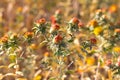 Safflower flowers on the field